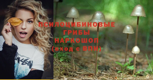 прущие грибы Аркадак